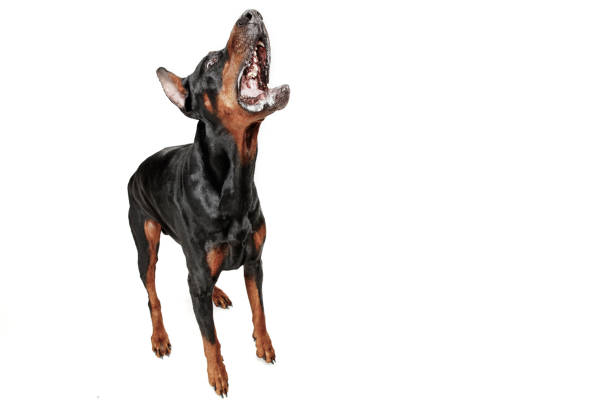 istock Doberman Dog Isolated on White Background in studio 1092684860