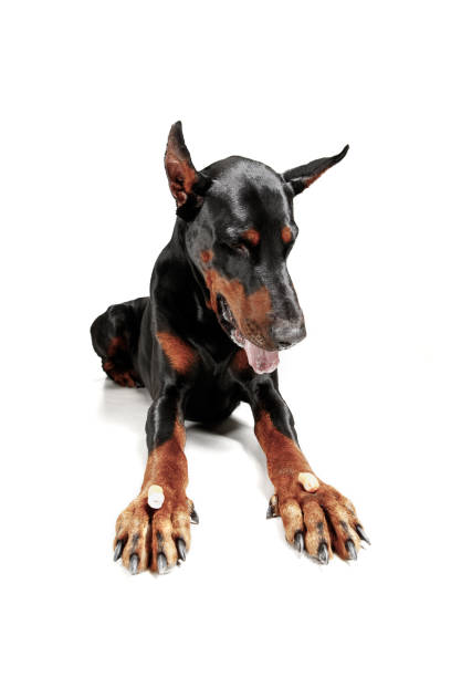 istock Doberman Dog Isolated on White Background in studio 1092684864
