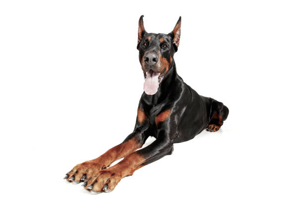 istock Doberman Dog Isolated on White Background in studio 1092684882