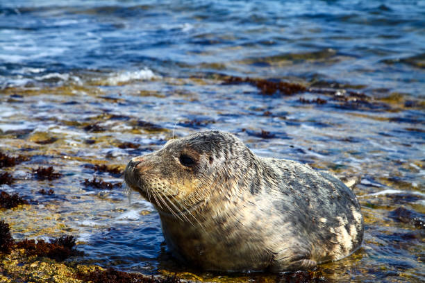 istock Close up of a grey seal 1092685840