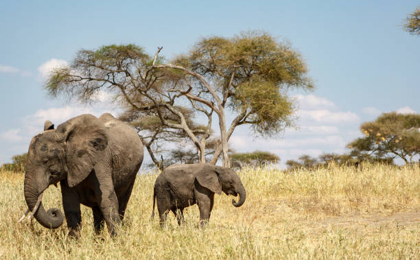 istock Elephant calf and his mother in Tarangire 1092689116