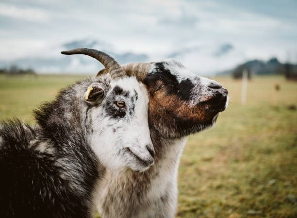 British Alpine Rams 1,100+ Alpine Ram Stock Photos, Pictures & Royalty-Free Images - iStock