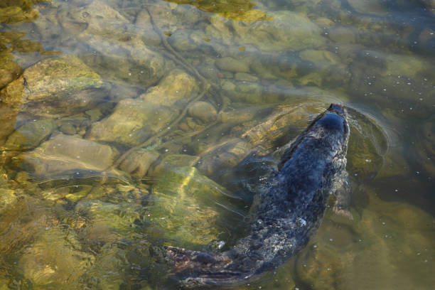istock Close up of a grey seal 1092692274