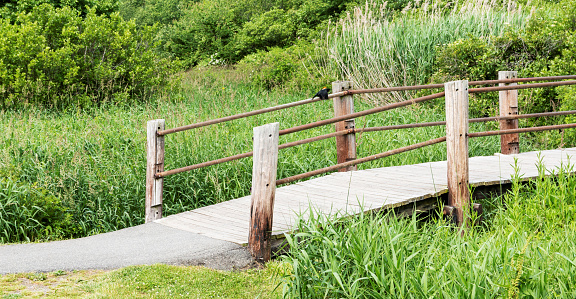 A walking/running path leads to a wood bridge that a red winged black bird is flying over.