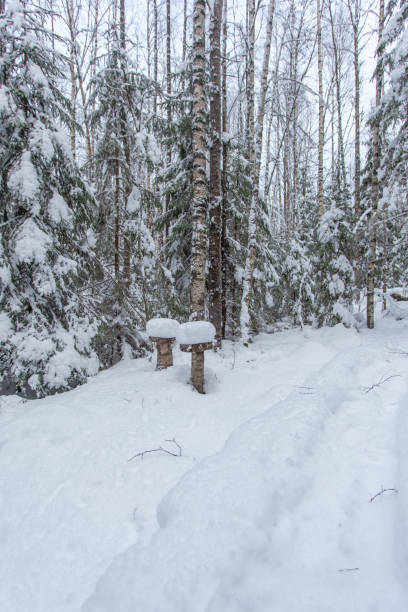istock path in the winter forest of Karelia 1092696444