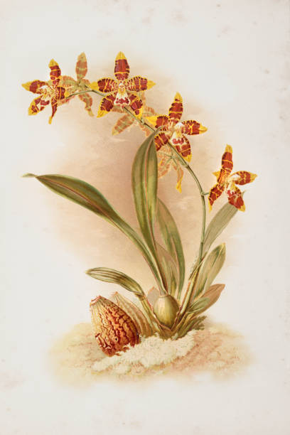 orchid-flower-engraving-