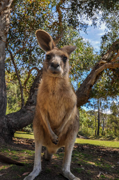 istock Kangaroo in Tasmania 1092697382