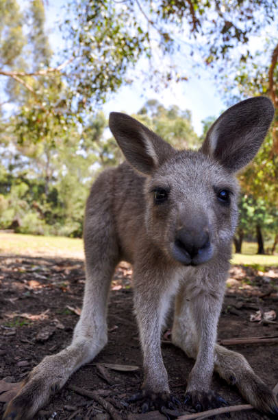 istock Kangaroo in Tasmania 1092697412