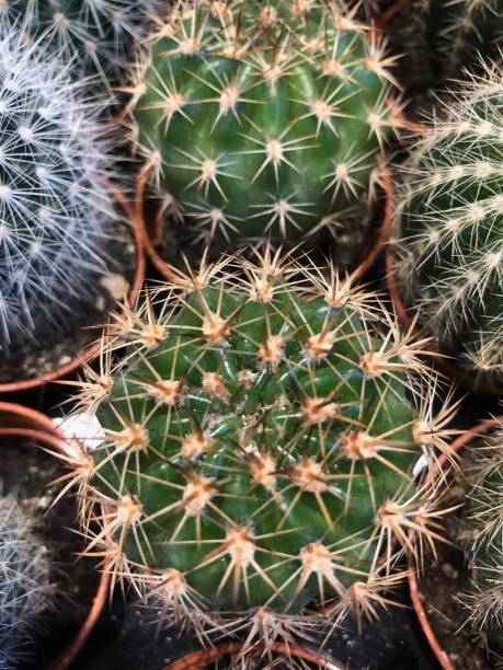 istock Cactuses in pots for sale 1092700378