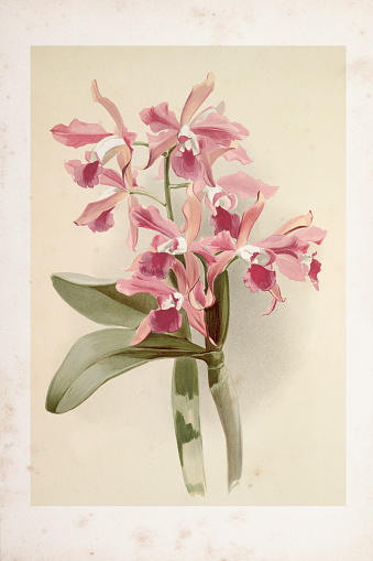 Orchid engraving Laelio Cattleya Elegans var blenheimensis orchid flower from 1888
Original edition from my own archives
Source : Reichenbachia Orchids 1888
