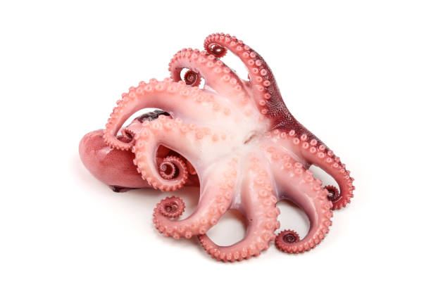 istock Small octopus isolated on white background. Close up 1092702532