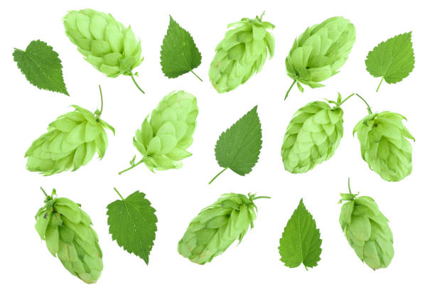 istock hop cones with leaves isolated on white background close-up. Top view. Flat lay pattern 1092702554