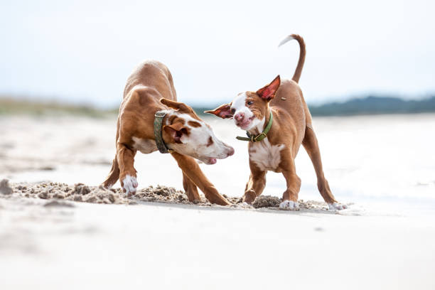 istock Ibizan Hound puppy 1092705516