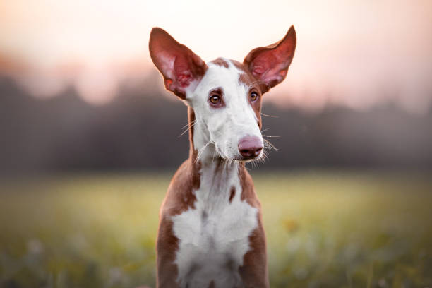 istock Ibizan Hound puppy 1092705600
