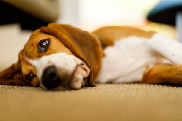 istock Beagle dog lying on the carpet 1092709106