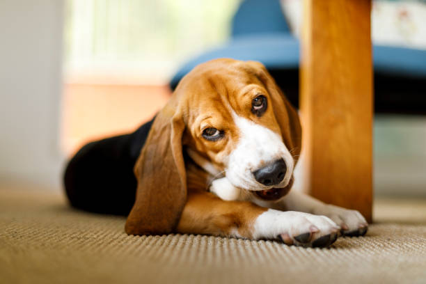 istock Beagle dog lying on the carpet 1092709202