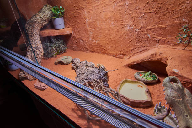 private terrarium for bearded dragons two young bearded dragons in their terrarium, pets at home giant bearded dragon stock pictures, royalty-free photos & images