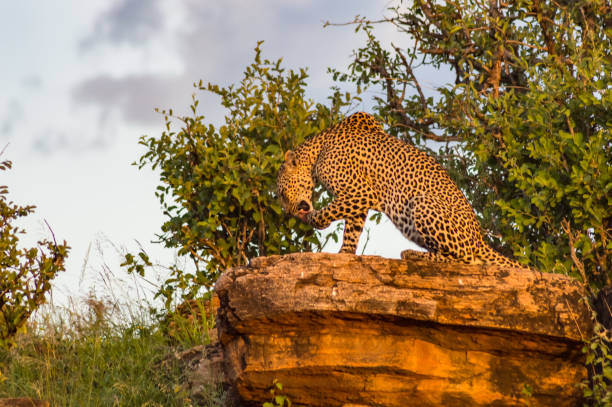 istock A leopard bathing on a rock in Samburu Park 1092711434