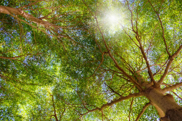 istock The green treetops and greenery branch in a forest clearing with sunlight.- Image 1092714990