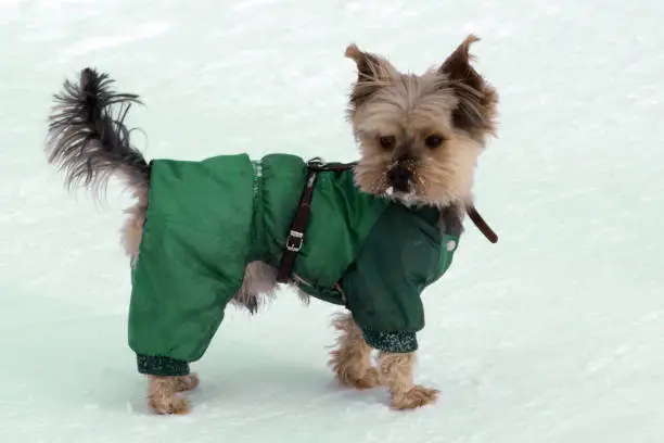 Photo of Little Yorkshire Terrier posing an grass Yorkie Dog