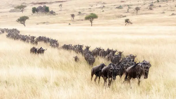 A long line of white-bearded wildebeest travel through the soft red-oat grass of the Masai Mara during the annual Great Migration.