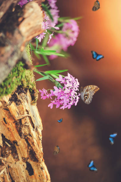 istock Butterflies In Orchid Garden 1092718238