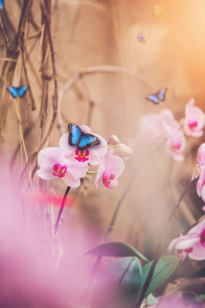 istock Butterflies In Orchid Garden 1092719134