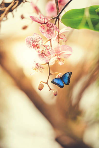 istock Butterflies In Orchid Garden 1092719388