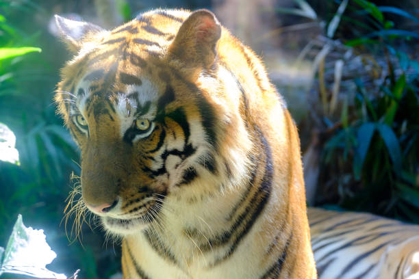 istock Sight of tiger. 1092719718