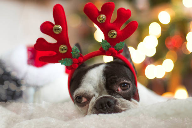 istock French bulldog in santa hat under christmas tree 1092721126