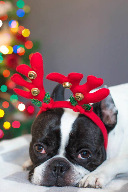 istock French bulldog with reindeer headband - Image 1092724154