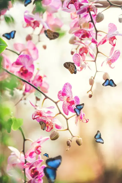 Blue Morpho Butterfly In Orchid Garden