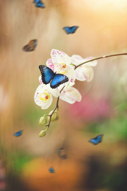 istock Butterflies In Orchid Garden 1092725362