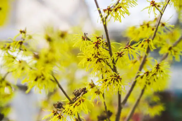 Hamamelis Arnold Promise (hybrid witch hazel) is a species of flowering plant in the family Hamamelidaceae. It is a hybrid of garden origin between H. japonica and H. mollis.[1] Its Latin name refers to its intermediate appearance between those two species