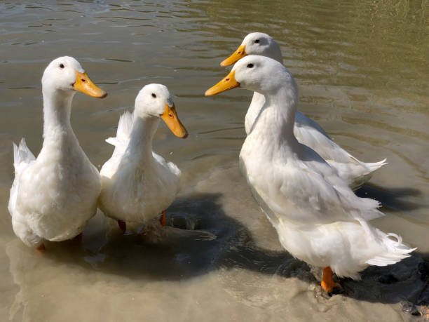 istock Collection of four heavy white Aylesbury Ducks 1092727740