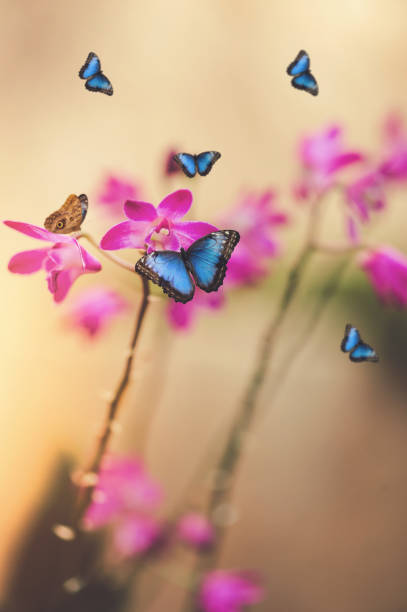 istock Butterflies In Orchid Garden 1092728034