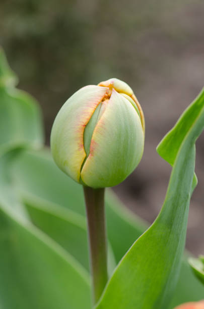 istock Green tulip bud with leaves. Tulip bud growing 1092728568