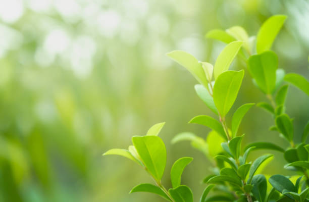 istock Close up beautiful view of nature green leaves on blurred greenery tree background with sunlight in public garden park. It is landscape ecology and copy space for wallpaper and backdrop. 1092728596