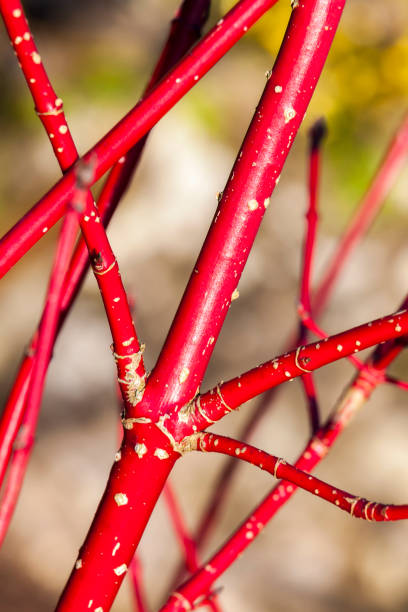 Cornus Alba 'Sibirica' (dogwood) Cornus Alba 'Sibirica' shrub with crimson red  stems in winter and red leaves in autumn commonly known as Siberian dogwood cornus alba sibirica stock pictures, royalty-free photos & images