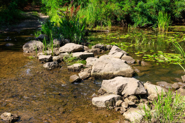 istock Small river in green forest at summer 1092729094