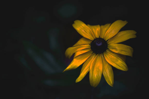 istock Yellow flower/rudbeckia in a dark ambience 1092729186