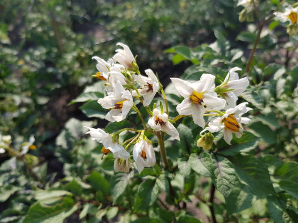 istock potato bushes with flowering close-up 1092733602