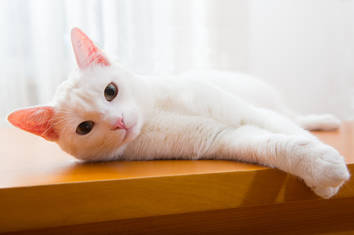 young white cat lying at side, ooking into camera