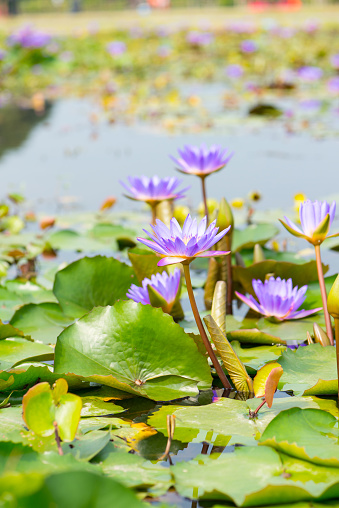 Waterlily flower in pool show nature background
