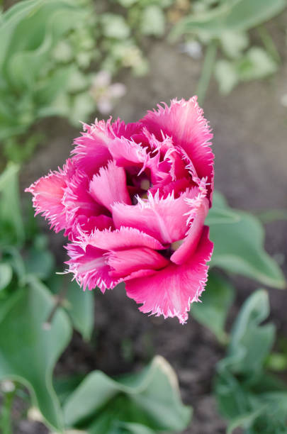 Mascotte tulip on the flowerbed. Fringed  tulip Mascotte. Terry fringed tulip Mascotte in garden