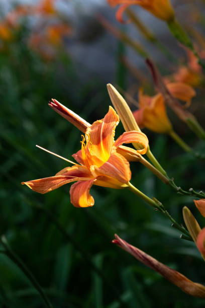 istock Orange lilies in bright sunlight on green background. 1092735636