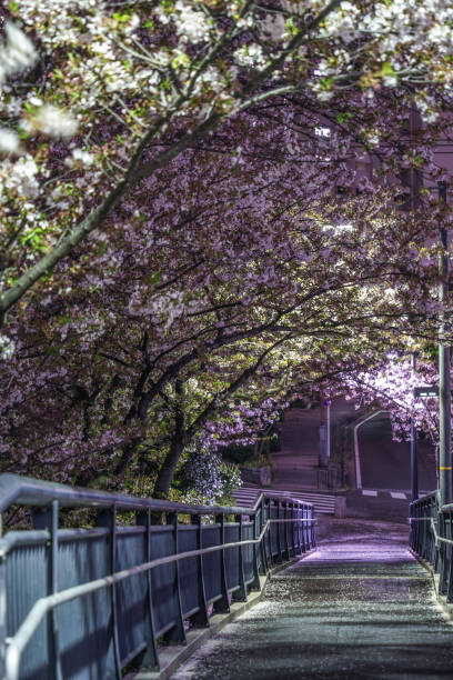istock Tunnel of cherry blossoms 1092735874