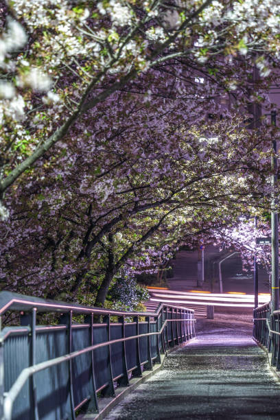 istock Tunnel of cherry blossoms 1092735968