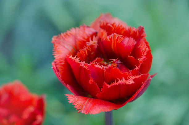 Fringed Tulips Leon flowering. Fringed red tulip Leon. Closeup of red fringed tulip flower. Spring garden bulb. Beautiful flower growing.