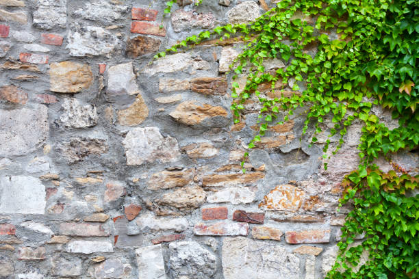 Vines growing o the right side of a stone wall.